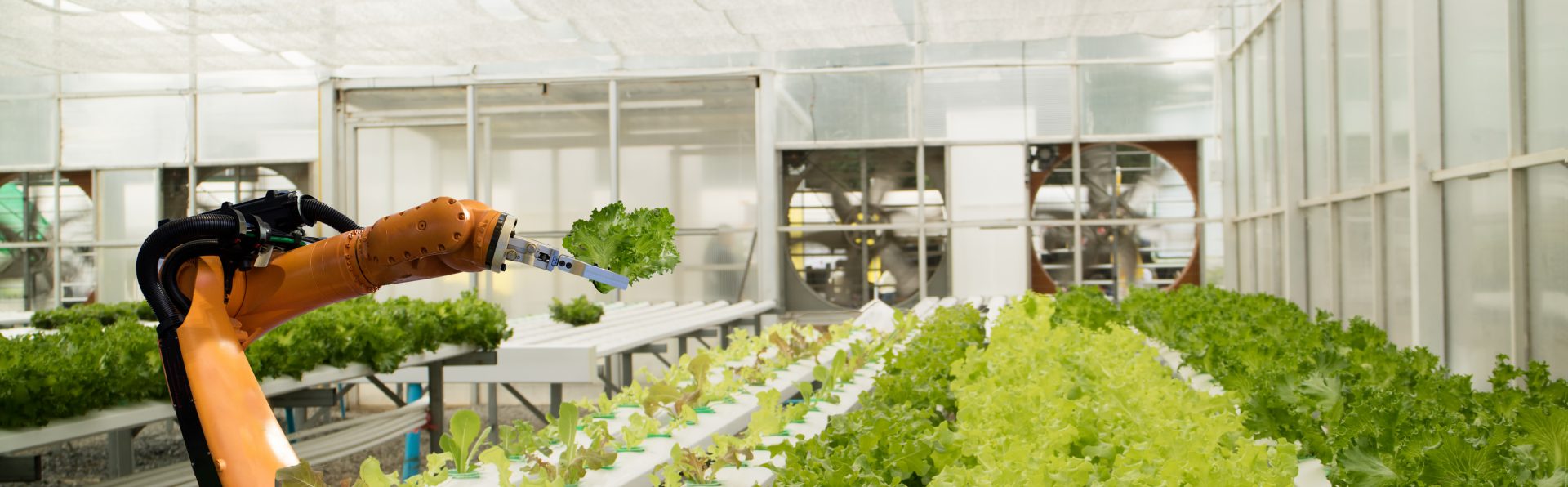 Smart robotic in agriculture futuristic concept, robot farmers (automation) must be programmed to work in the vertical or indoor farm for increase efficiency, growing a seed, harvesting, reduce time